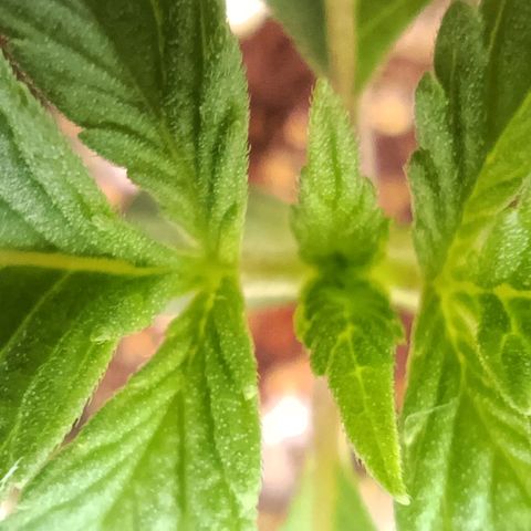 Selva negra 1 growlog timeline photo