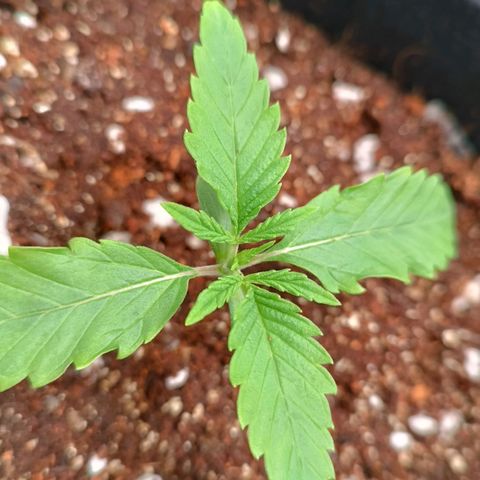 Selva negra 1 growlog timeline photo
