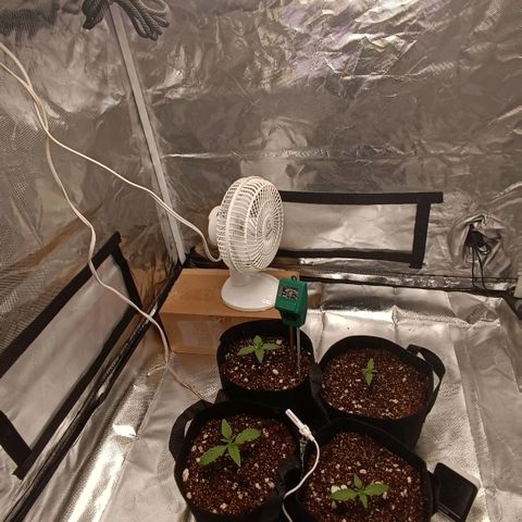 Selva negra 1 growlog timeline photo