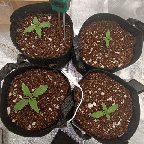 Selva negra 1 growlog timeline photo