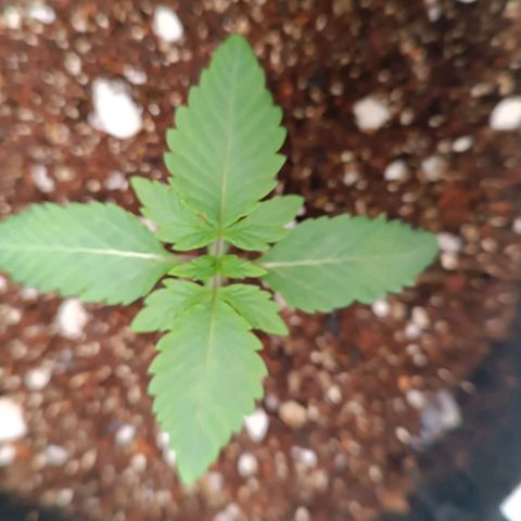Selva negra 1 growlog timeline photo