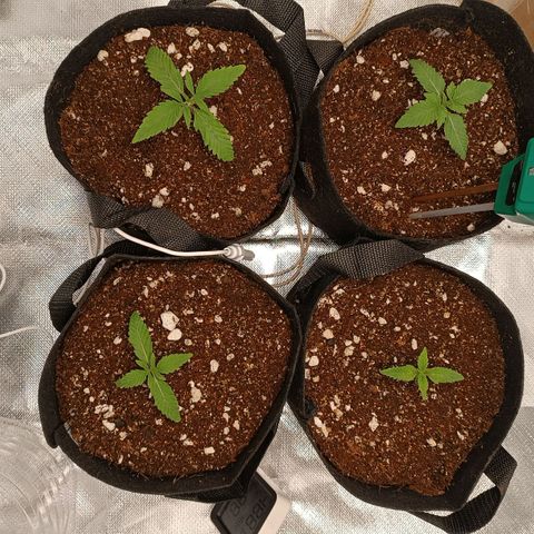 Selva negra 1 growlog timeline photo