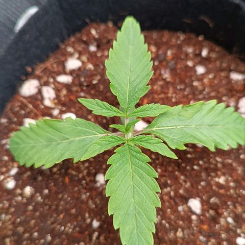 Selva negra 1 growlog timeline photo