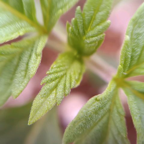 Selva negra 1 growlog timeline photo