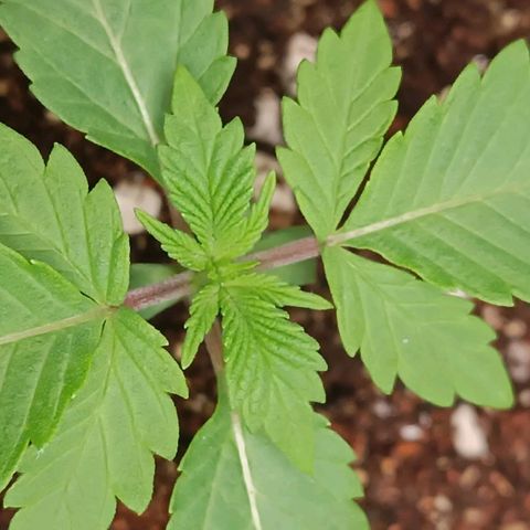 Selva negra 1 growlog timeline photo
