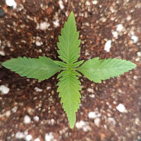 Selva negra 1 growlog timeline photo