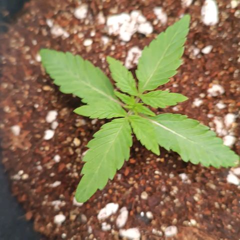 Selva negra 1 growlog timeline photo