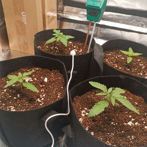 Selva negra 1 growlog timeline photo
