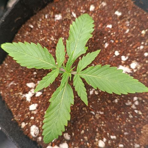 Selva negra 1 growlog timeline photo