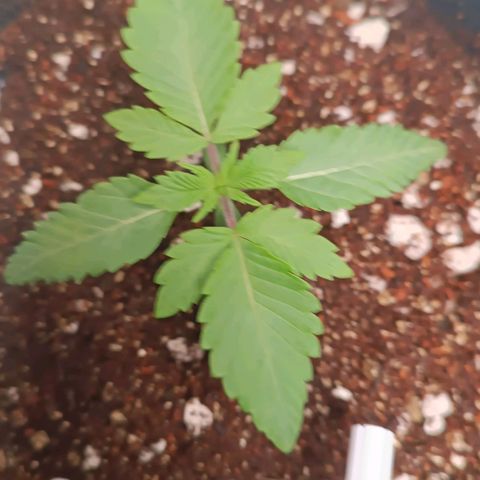Selva negra 1 growlog timeline photo