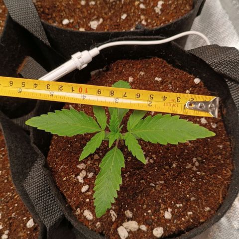 Selva negra 1 growlog timeline photo