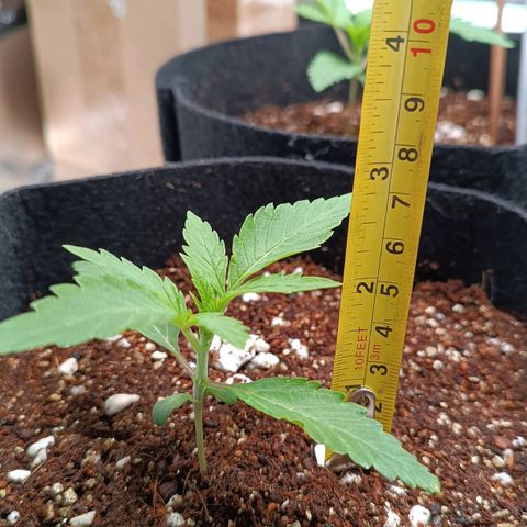 Selva negra 1 growlog timeline photo