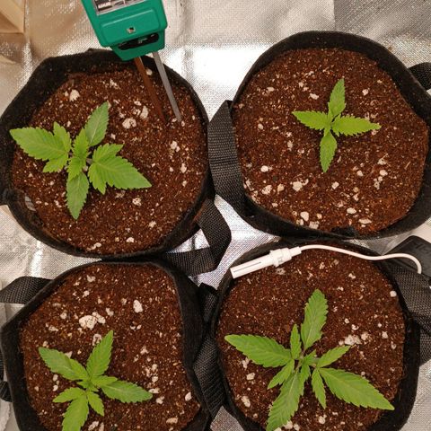 Selva negra 1 growlog timeline photo