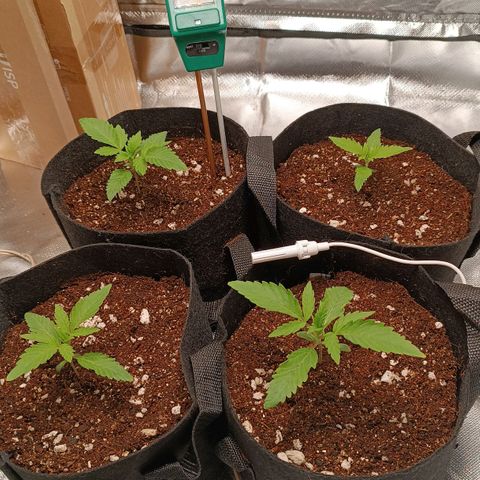 Selva negra 1 growlog timeline photo