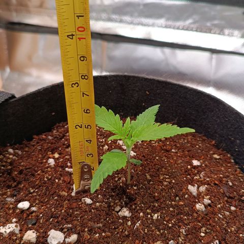 Selva negra 1 growlog timeline photo
