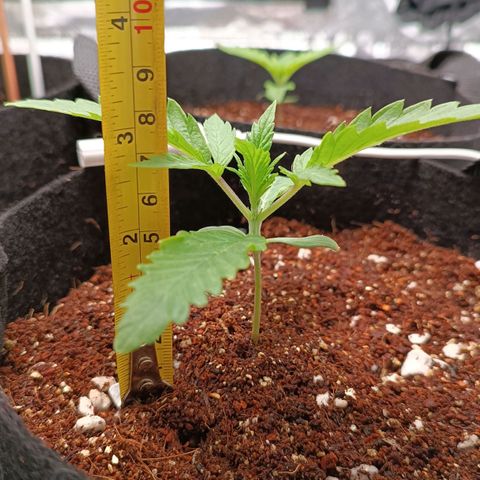 Selva negra 1 growlog timeline photo