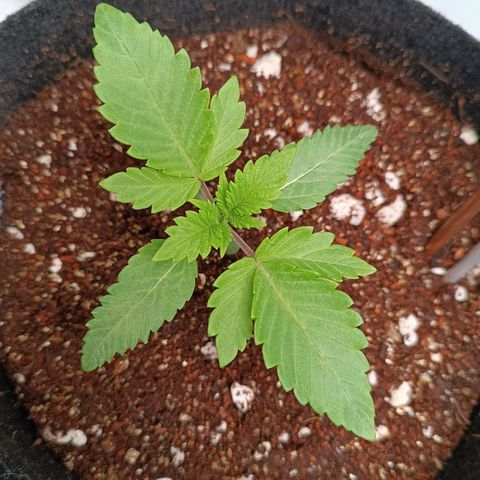 Selva negra 1 growlog timeline photo