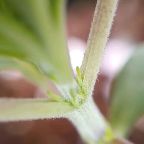 Selva negra 1 growlog timeline photo