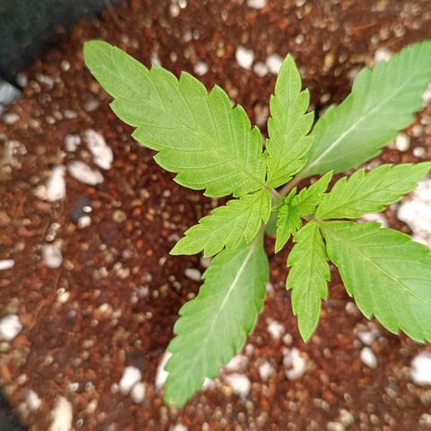 Selva negra 1 growlog timeline photo