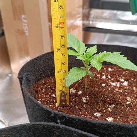 Selva negra 1 growlog timeline photo