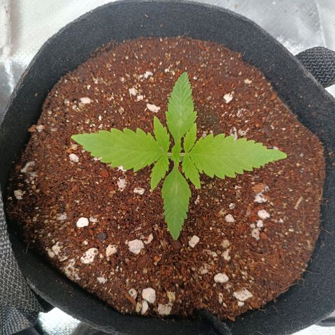 Selva negra 1 growlog timeline photo