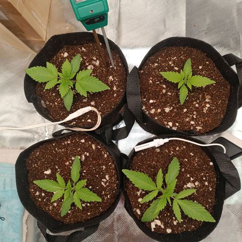 Selva negra 1 growlog timeline photo