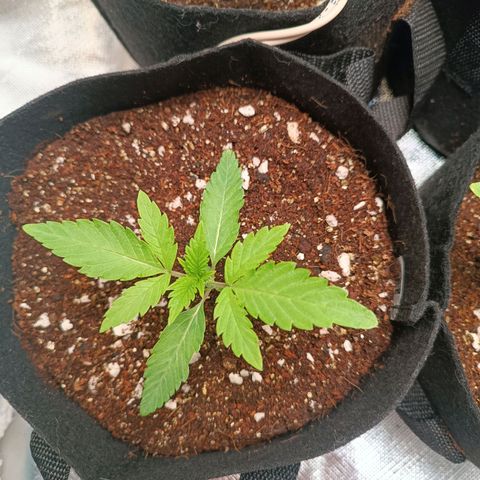 Selva negra 1 growlog timeline photo