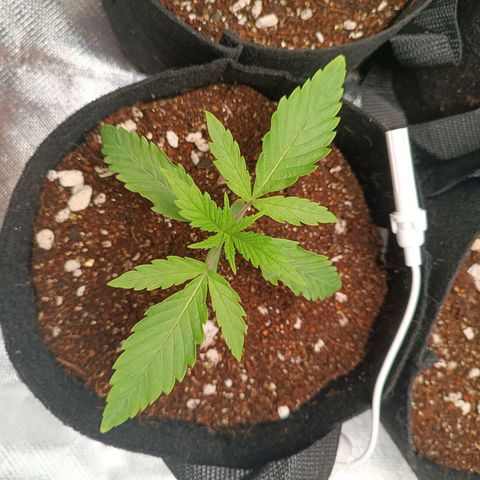 Selva negra 1 growlog timeline photo
