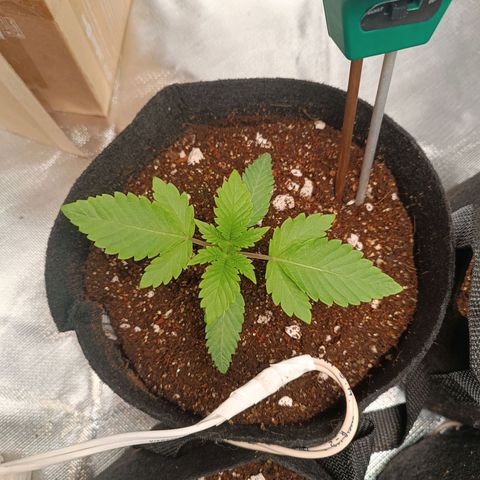 Selva negra 1 growlog timeline photo