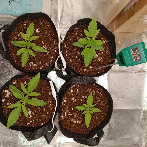 Selva negra 1 growlog timeline photo