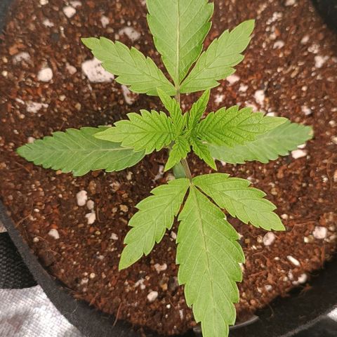 Selva negra 1 growlog timeline photo