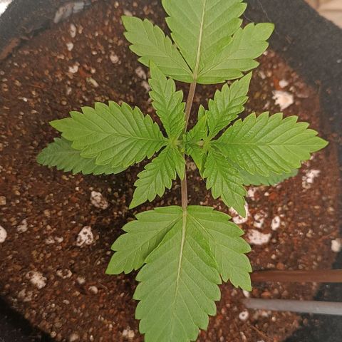 Selva negra 1 growlog timeline photo