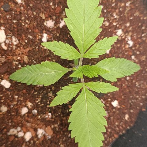 Selva negra 1 growlog timeline photo