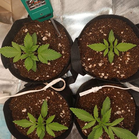 Selva negra 1 growlog timeline photo