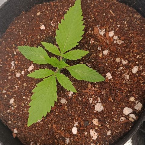 Selva negra 1 growlog timeline photo