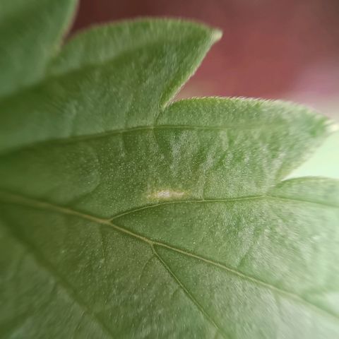 Selva negra 1 growlog timeline photo