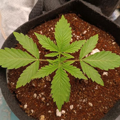 Selva negra 1 growlog timeline photo