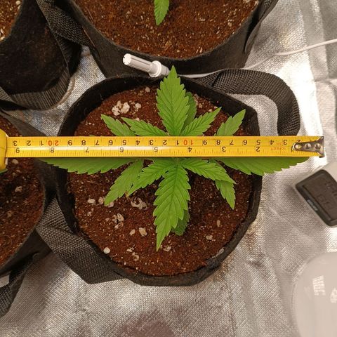 Selva negra 1 growlog timeline photo