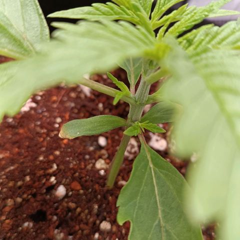 Selva negra 1 growlog timeline photo