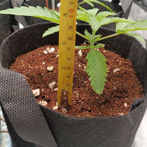 Selva negra 1 growlog timeline photo