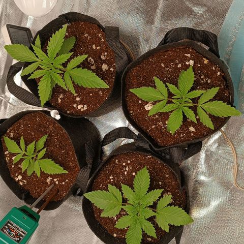 Selva negra 1 growlog timeline photo