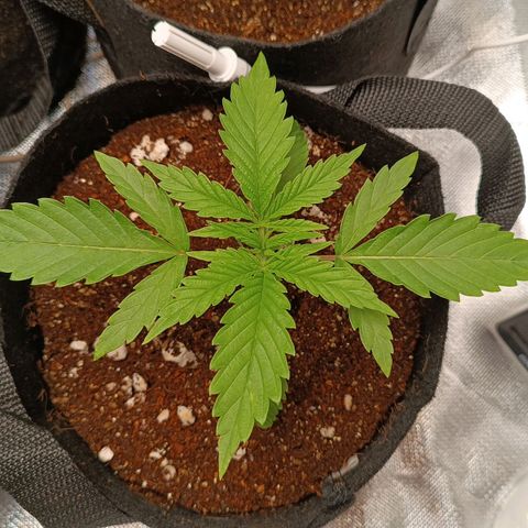 Selva negra 1 growlog timeline photo