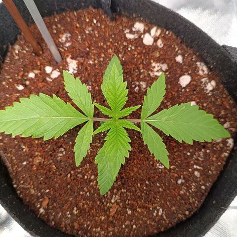 Selva negra 1 growlog timeline photo