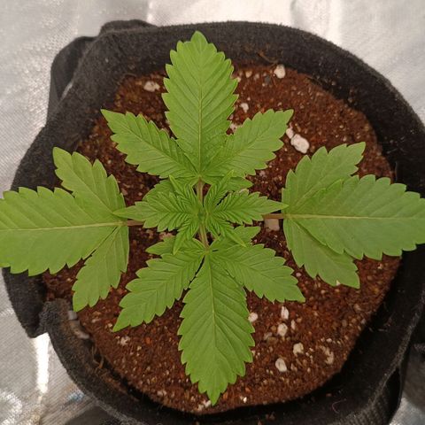 Selva negra 1 growlog timeline photo