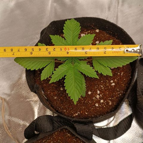 Selva negra 1 growlog timeline photo