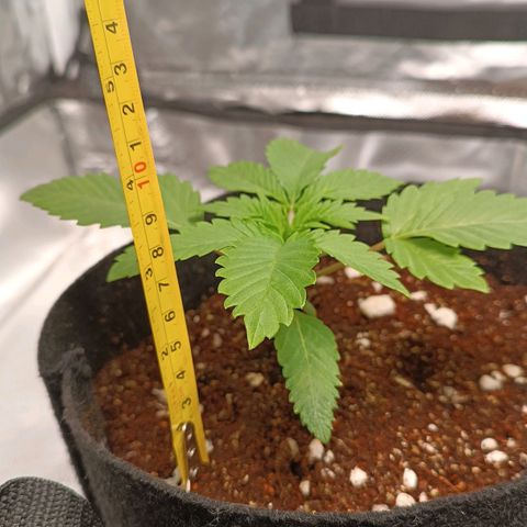 Selva negra 1 growlog timeline photo