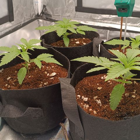 Selva negra 1 growlog timeline photo