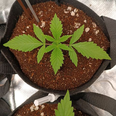 Selva negra 1 growlog timeline photo