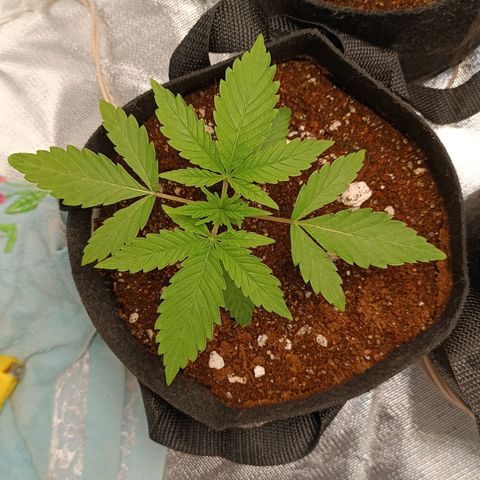 Selva negra 1 growlog timeline photo
