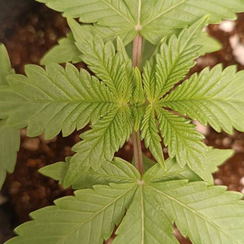 Selva negra 1 growlog timeline photo